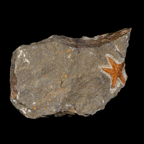 26MM Brittlestar Petraster Starfish Fossil Ordovician Age Blekus Morocco COA - Fossil Age Minerals