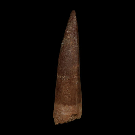 XL 2.1" Plesiosaur Zarafasaura Tooth Fossil Cretaceous Dinosaur Era COA, Stand