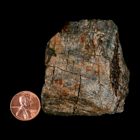 2.4" Torosaurus Fossil Rib Bone Lance Creek FM Cretaceous Wyoming Dinosaur COA