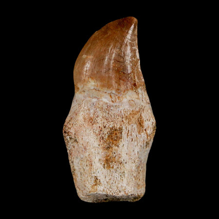 1.4" Halisaurus Walkeri Mosasaur Fossil Tooth Rooted Cretaceous Dinosaur Era COA