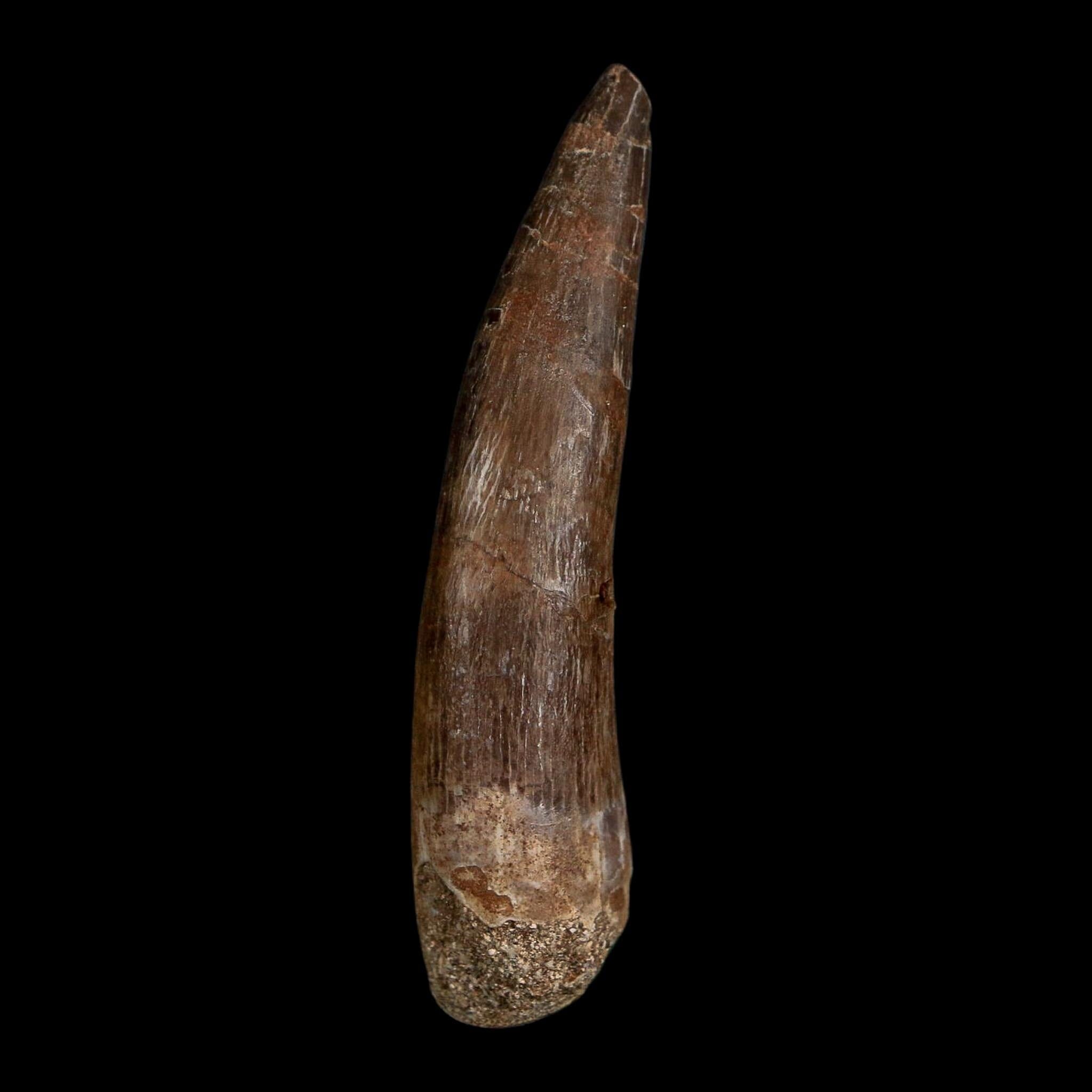 XL 2.3" Plesiosaur Zarafasaura Tooth Fossil Cretaceous Dinosaur Era COA, Stand