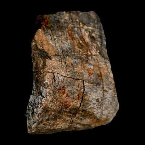 2.4" Torosaurus Fossil Rib Bone Lance Creek FM Cretaceous Wyoming Dinosaur COA