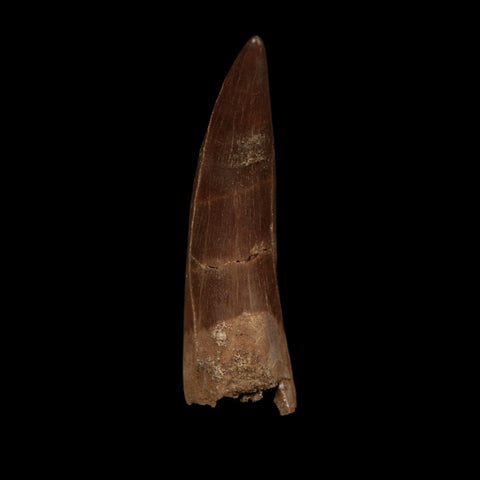 XL 2.1" Plesiosaur Zarafasaura Tooth Fossil Cretaceous Dinosaur Era COA, Stand - Fossil Age Minerals