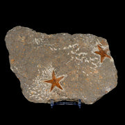 Two 31MM Brittlestar Petraster Starfish Fossil Ordovician Age Blekus Morocco COA