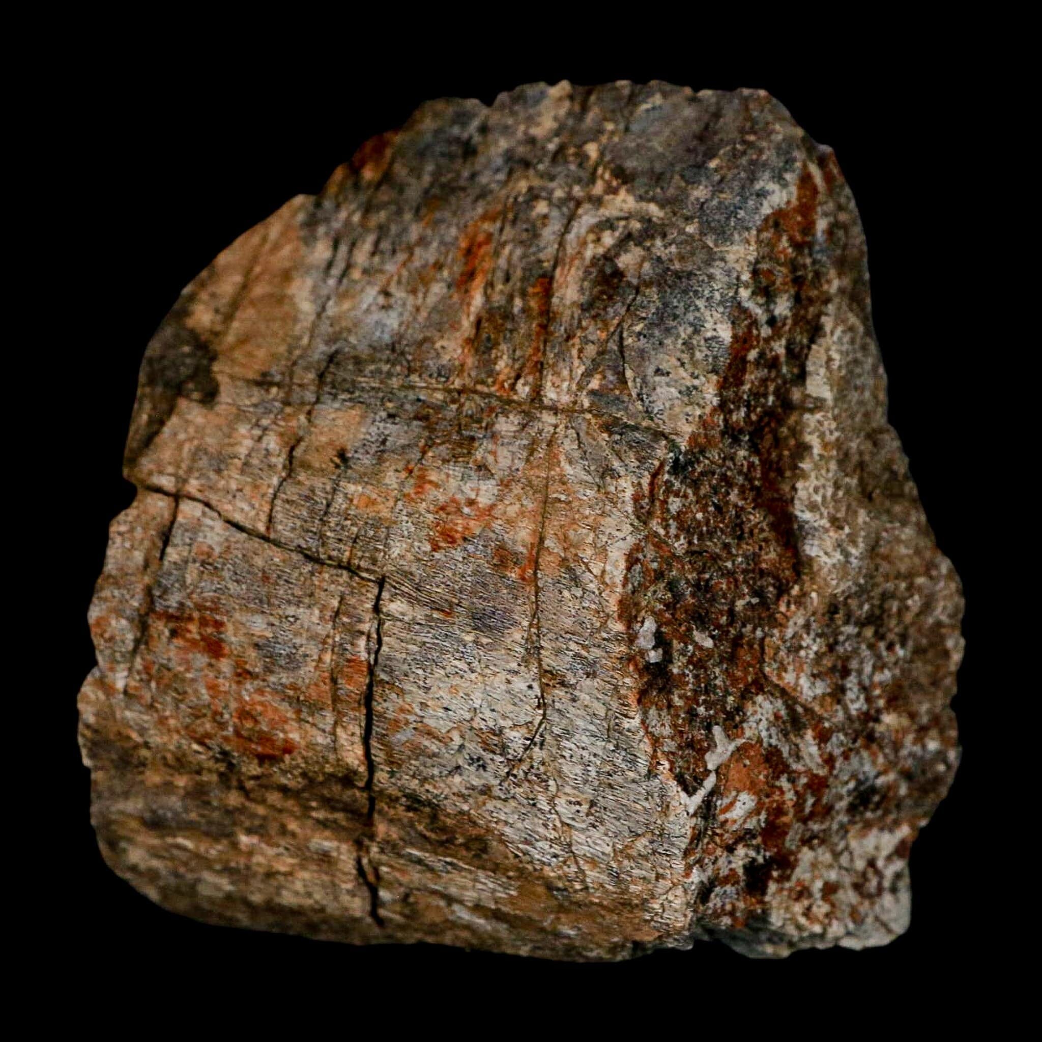 2.4" Torosaurus Fossil Rib Bone Lance Creek FM Cretaceous Wyoming Dinosaur COA - Fossil Age Minerals