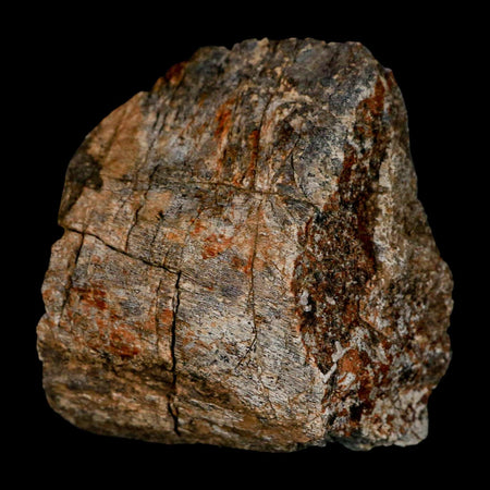 2.4" Torosaurus Fossil Rib Bone Lance Creek FM Cretaceous Wyoming Dinosaur COA