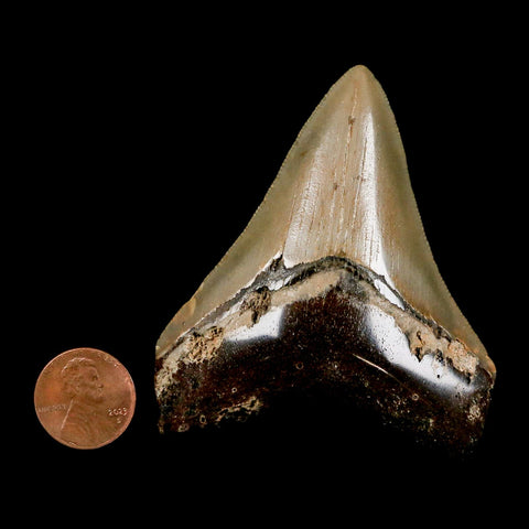 2.7" Quality Megalodon Shark Tooth Serrated Fossil Natural Miocene Age COA - Fossil Age Minerals