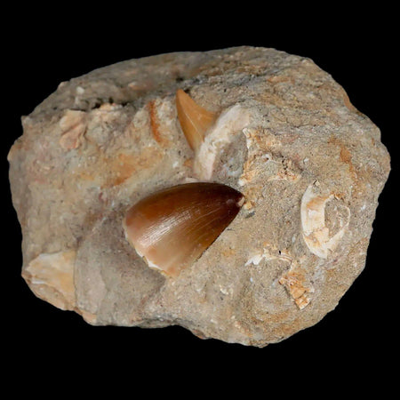 1.2" Mosasaur and Otodus Shark Fossil Tooth In Matrix Cretaceous Dinosaur Era COA