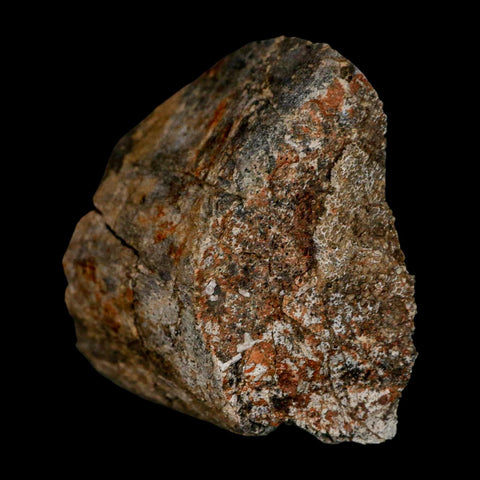 2.4" Torosaurus Fossil Rib Bone Lance Creek FM Cretaceous Wyoming Dinosaur COA