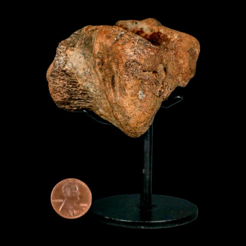 2.3" Ankylosaurus Fossil Vertebrae Hell Creek FM Cretaceous Dinosaur MT COA Stand - Fossil Age Minerals