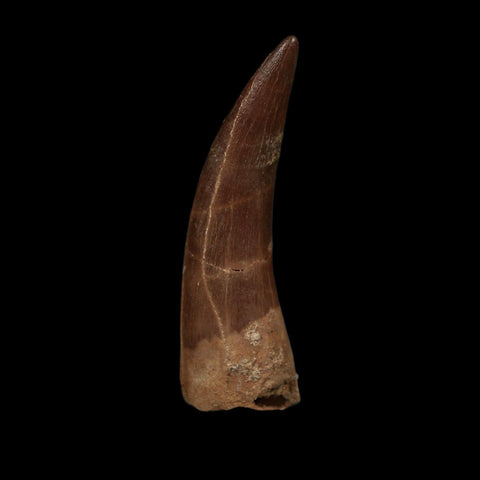 XL 2.1" Plesiosaur Zarafasaura Tooth Fossil Cretaceous Dinosaur Era COA, Stand - Fossil Age Minerals