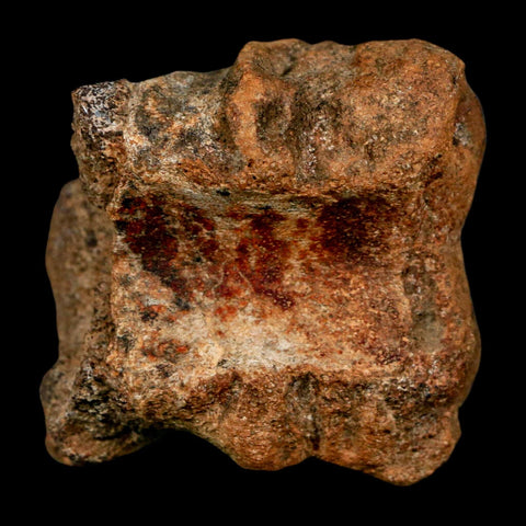 2.3" Ankylosaurus Fossil Vertebrae Hell Creek FM Cretaceous Dinosaur MT COA Stand - Fossil Age Minerals