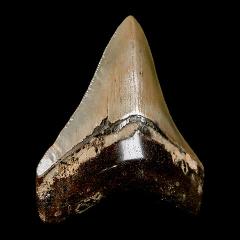 2.7" Quality Megalodon Shark Tooth Serrated Fossil Natural Miocene Age COA - Fossil Age Minerals