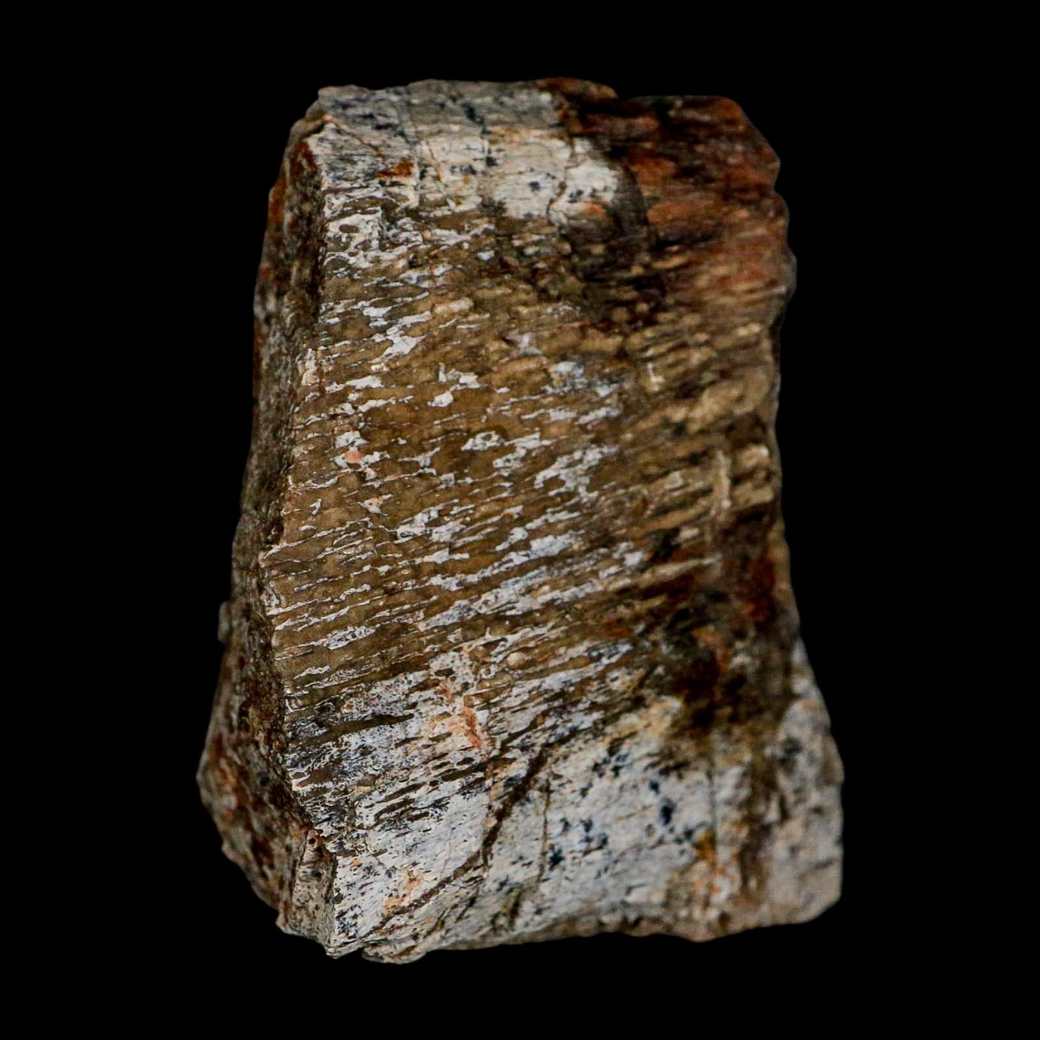 2.4" Torosaurus Fossil Rib Bone Lance Creek FM Cretaceous Wyoming Dinosaur COA - Fossil Age Minerals