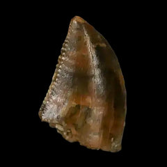 Abelisaur Fossils