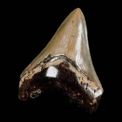 2.7" Quality Megalodon Shark Tooth Serrated Fossil Natural Miocene Age COA - Fossil Age Minerals