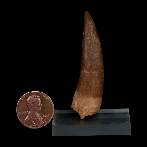XL 2.1" Plesiosaur Zarafasaura Tooth Fossil Cretaceous Dinosaur Era COA, Stand - Fossil Age Minerals
