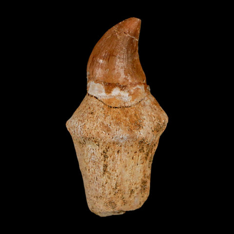 1.5" Halisaurus Walkeri Mosasaur Fossil Tooth Rooted Cretaceous Dinosaur Era COA - Fossil Age Minerals