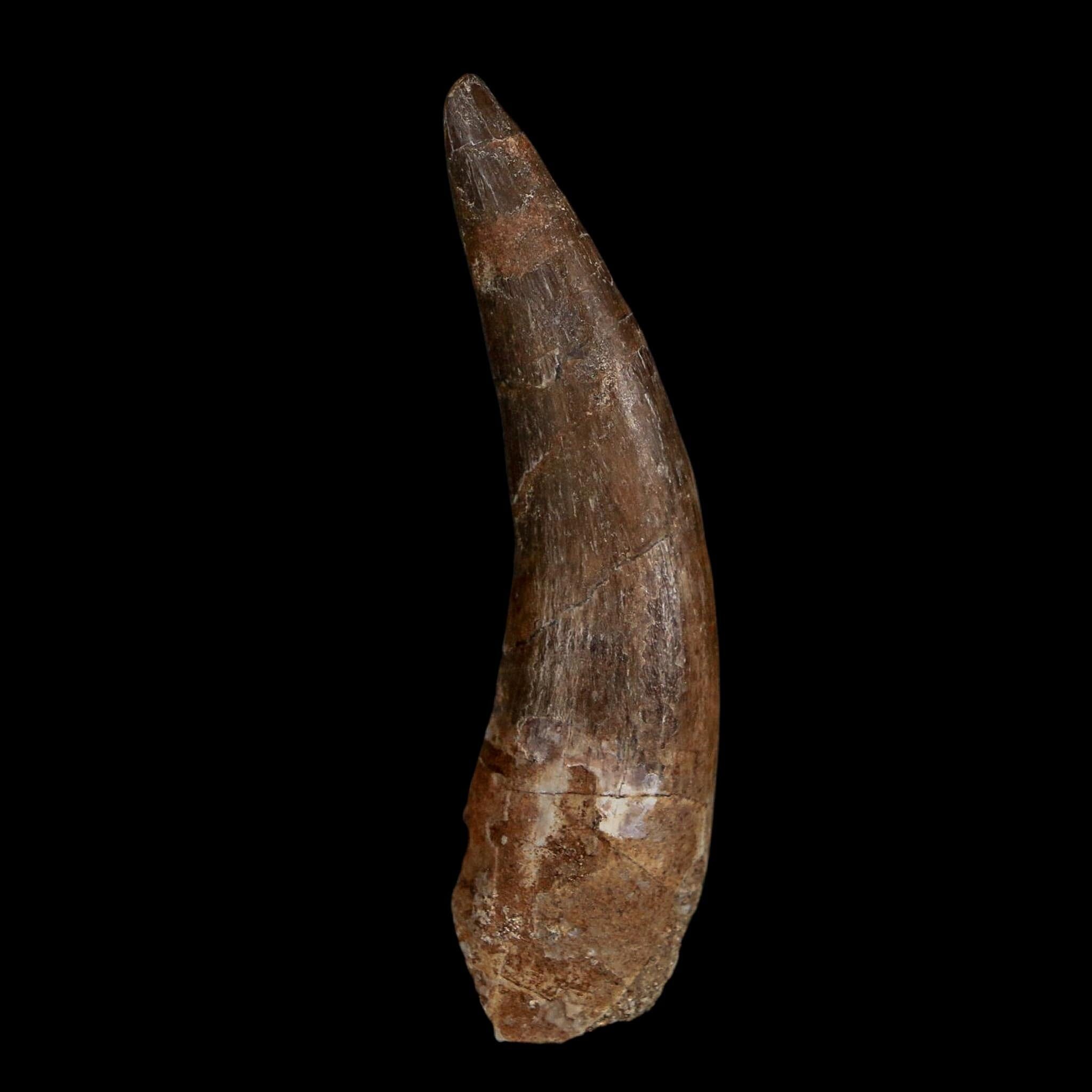 XL 2.3" Plesiosaur Zarafasaura Tooth Fossil Cretaceous Dinosaur Era COA, Stand