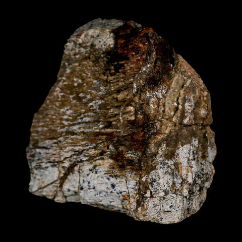 2.4" Torosaurus Fossil Rib Bone Lance Creek FM Cretaceous Wyoming Dinosaur COA