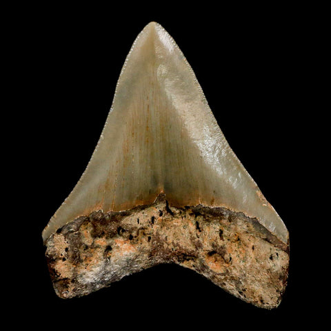 2.7" Quality Megalodon Shark Tooth Serrated Fossil Natural Miocene Age COA - Fossil Age Minerals
