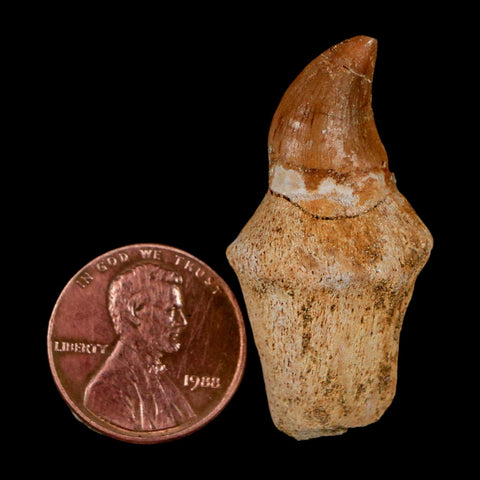 1.5" Halisaurus Walkeri Mosasaur Fossil Tooth Rooted Cretaceous Dinosaur Era COA - Fossil Age Minerals