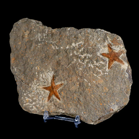 Two 31MM Brittlestar Petraster Starfish Fossil Ordovician Age Blekus Morocco COA