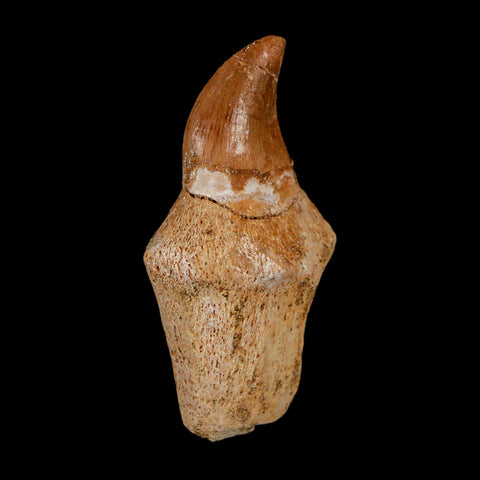1.5" Halisaurus Walkeri Mosasaur Fossil Tooth Rooted Cretaceous Dinosaur Era COA - Fossil Age Minerals