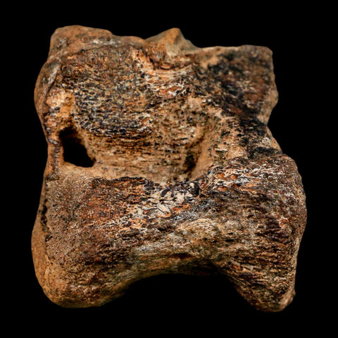 2.3" Ankylosaurus Fossil Vertebrae Hell Creek FM Cretaceous Dinosaur MT COA Stand - Fossil Age Minerals