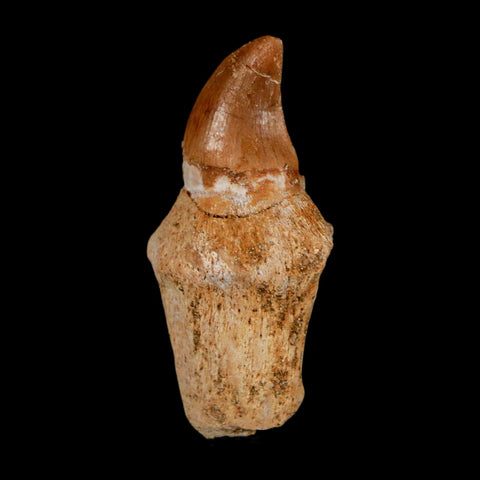 1.5" Halisaurus Walkeri Mosasaur Fossil Tooth Rooted Cretaceous Dinosaur Era COA - Fossil Age Minerals