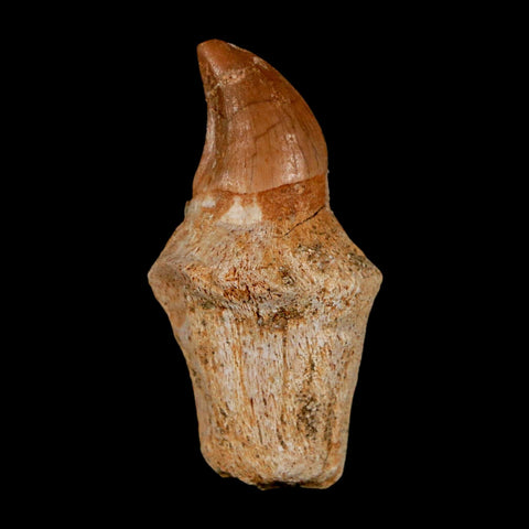 1.5" Halisaurus Walkeri Mosasaur Fossil Tooth Rooted Cretaceous Dinosaur Era COA - Fossil Age Minerals