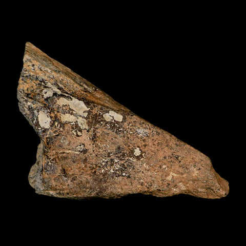 4.2" Torosaurus Fossil Skull Bone Lance Creek FM Cretaceous Wyoming Dinosaur COA