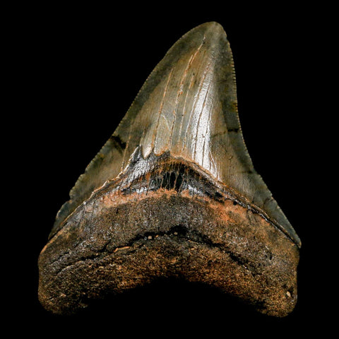 3" Quality Megalodon Shark Tooth Serrated Fossil Natural Miocene Age COA - Fossil Age Minerals