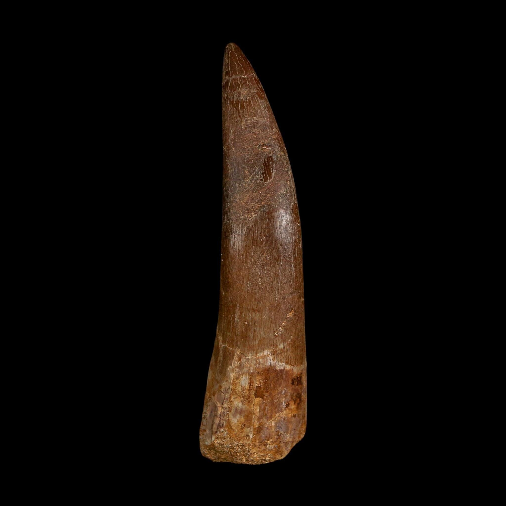 XXL 2.7" Plesiosaur Zarafasaura Tooth Fossil Cretaceous Dinosaur Era COA, Stand