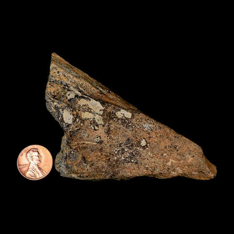 4.2" Torosaurus Fossil Skull Bone Lance Creek FM Cretaceous Wyoming Dinosaur COA