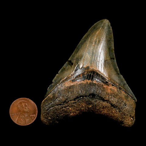 3" Quality Megalodon Shark Tooth Serrated Fossil Natural Miocene Age COA - Fossil Age Minerals