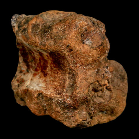 2.3" Ankylosaurus Fossil Vertebrae Hell Creek FM Cretaceous Dinosaur MT COA Stand - Fossil Age Minerals