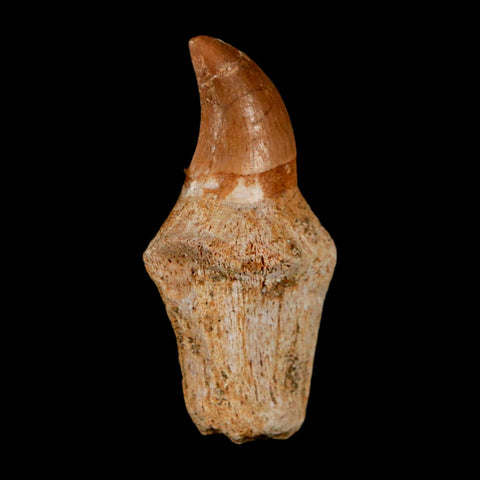 1.5" Halisaurus Walkeri Mosasaur Fossil Tooth Rooted Cretaceous Dinosaur Era COA - Fossil Age Minerals