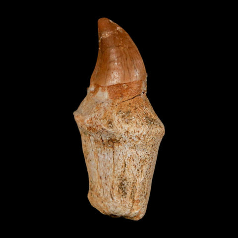 1.5" Halisaurus Walkeri Mosasaur Fossil Tooth Rooted Cretaceous Dinosaur Era COA - Fossil Age Minerals