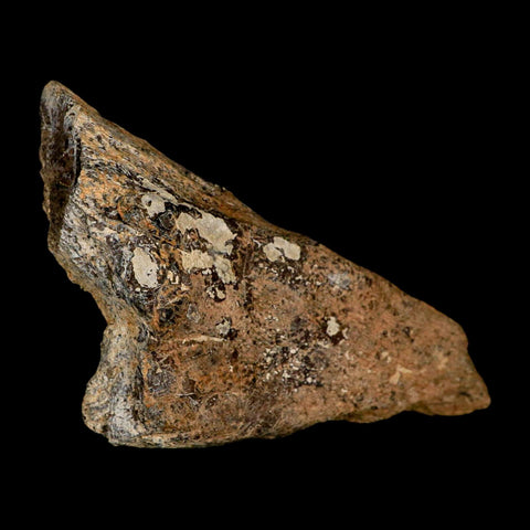 4.2" Torosaurus Fossil Skull Bone Lance Creek FM Cretaceous Wyoming Dinosaur COA