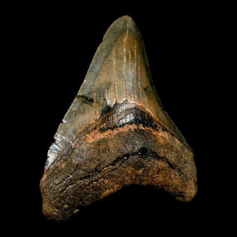 3" Quality Megalodon Shark Tooth Serrated Fossil Natural Miocene Age COA - Fossil Age Minerals
