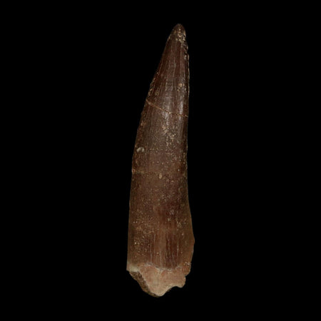 XL 2" Plesiosaur Zarafasaura Tooth Fossil Cretaceous Dinosaur Era COA, Stand
