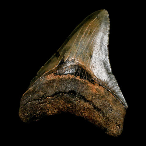 3" Quality Megalodon Shark Tooth Serrated Fossil Natural Miocene Age COA - Fossil Age Minerals