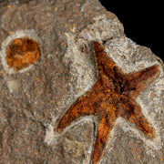 46MM Brittlestar Petraster Starfish Fossil Ordovician Age Blekus Morocco COA