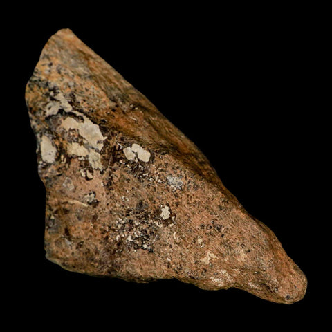 4.2" Torosaurus Fossil Skull Bone Lance Creek FM Cretaceous Wyoming Dinosaur COA