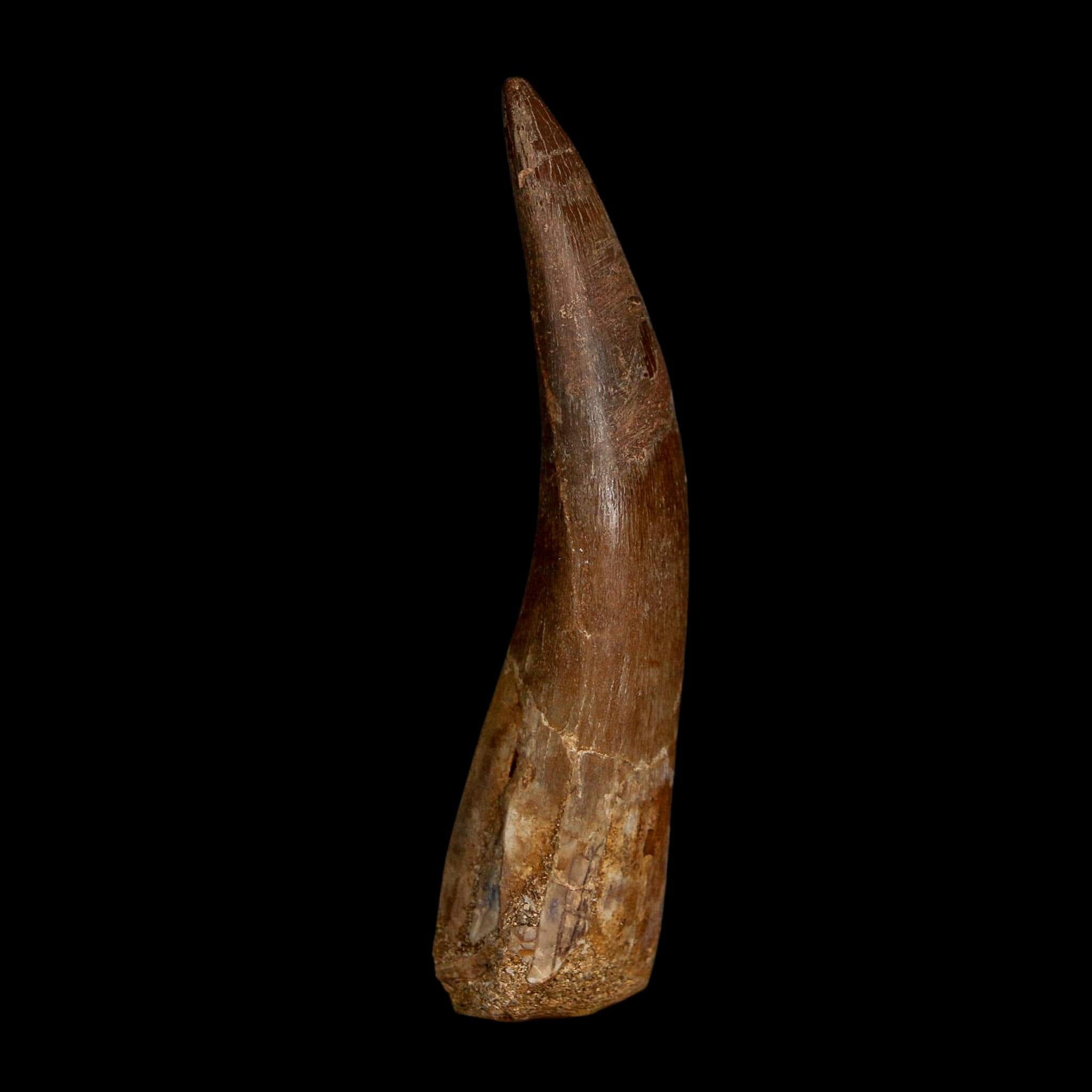 XXL 2.7" Plesiosaur Zarafasaura Tooth Fossil Cretaceous Dinosaur Era COA, Stand