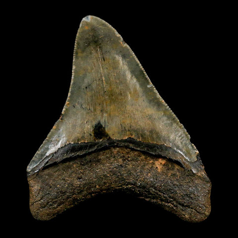 3" Quality Megalodon Shark Tooth Serrated Fossil Natural Miocene Age COA - Fossil Age Minerals