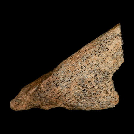 4.2" Torosaurus Fossil Skull Bone Lance Creek FM Cretaceous Wyoming Dinosaur COA