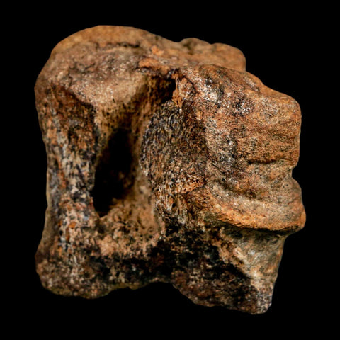 2.3" Ankylosaurus Fossil Vertebrae Hell Creek FM Cretaceous Dinosaur MT COA Stand - Fossil Age Minerals