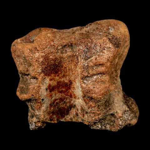 2.3" Ankylosaurus Fossil Vertebrae Hell Creek FM Cretaceous Dinosaur MT COA Stand - Fossil Age Minerals